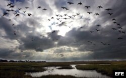 Una bandada de aves migratorias.