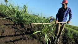 Cuando Fidel Castro "predijo" que la producción agrícola aumentaría 100% en 11 años